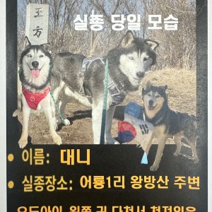 강아지를 찾습니다 강아지 전단지