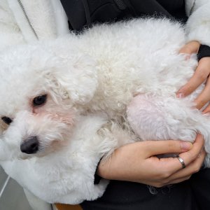 강아지 구조 푸들 인천광역시 남동구