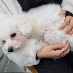 강아지 주인을 찾습니다 강아지 전단지