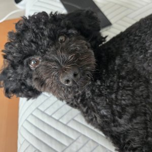 강아지를 찾습니다 강아지 전단지
