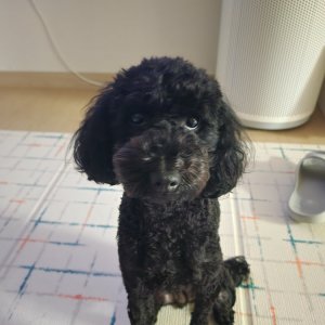 강아지 실종 푸들 충청북도 괴산군
