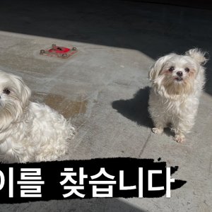 강아지를 찾습니다 강아지 전단지