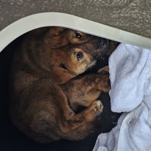 강아지를 찾습니다 강아지 전단지