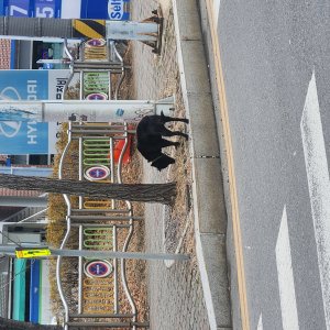 강아지 주인을 찾습니다 강아지 전단지