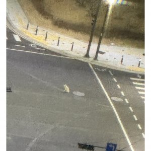 강아지 주인을 찾습니다 강아지 전단지