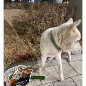 강아지 목격 진돗개 대구광역시 북구