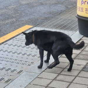 강아지 목격 기타견종 경기도 의정부시