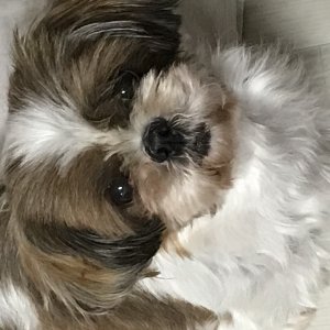 강아지를 찾습니다 강아지 전단지