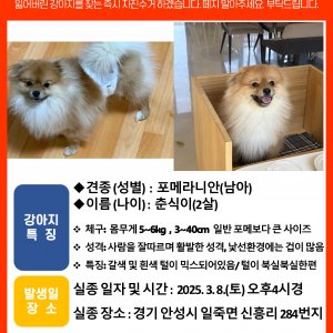 강아지 실종 포메라니언 경기도 안성시