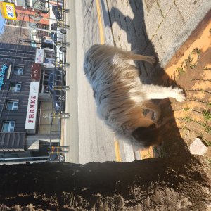 강아지 주인을 찾습니다 강아지 전단지