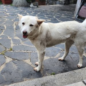 강아지 실종 진돗개 인천광역시 중구