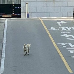 강아지 목격 진돗개 경기도 광주시