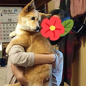 강아지 실종 믹스견 경상북도 포항시 북구