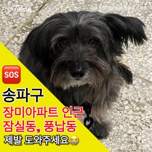 강아지 실종 믹스견 서울특별시 송파구