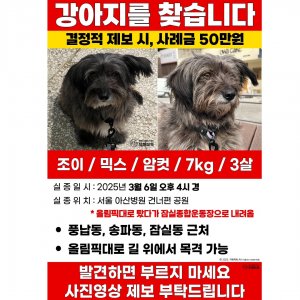 강아지를 찾습니다 강아지 전단지