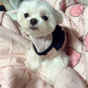 강아지 실종 말티즈 경기도 광주시