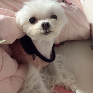 강아지를 찾습니다 강아지 전단지