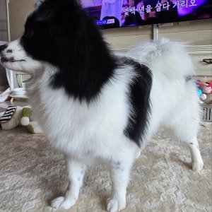 강아지를 찾습니다 강아지 전단지