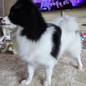 강아지를 찾습니다 강아지 전단지