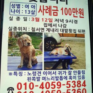 강아지 실종 잉글리시코커스패니얼 경상남도 함안군