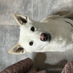 강아지 실종 진돗개 강원도 강릉시