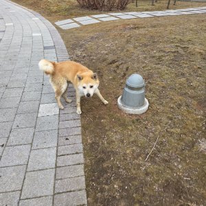 강아지 목격 시바 경기도 김포시