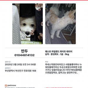 강아지 실종 웨스트하이랜드화이트테리어 부산광역시 부산진구