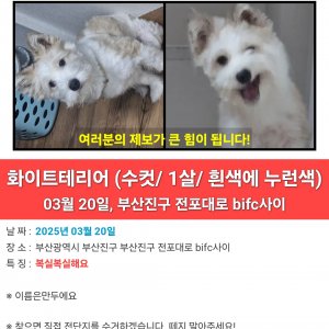 강아지를 찾습니다 강아지 전단지