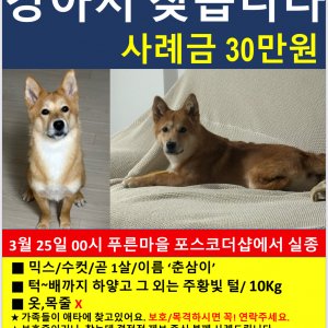 강아지 실종 믹스견 경기도 화성시