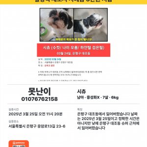 강아지 실종 시츄 서울특별시 은평구