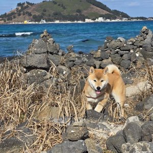 강아지 실종 시바 전라북도 전주시 완산구