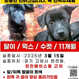 강아지 실종 믹스견 경기도 고양시 덕양구