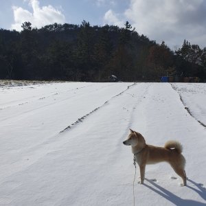 강아지 실종 시바 전라남도 강진군