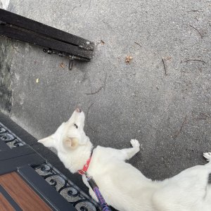 강아지를 찾습니다 강아지 전단지