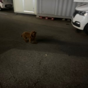 강아지 목격 푸들 경기도 안산시 상록구