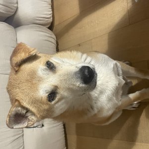 강아지 실종 진돗개 경기도 파주시
