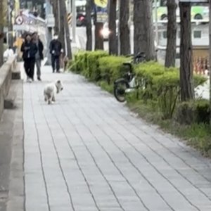 강아지 주인을 찾습니다 기타견종 서울특별시 마포구