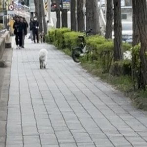 강아지 목격 기타견종 서울특별시 마포구