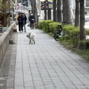 강아지 주인을 찾습니다 강아지 전단지