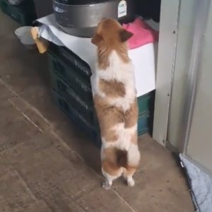 강아지를 찾습니다 기타견종 대구광역시 북구