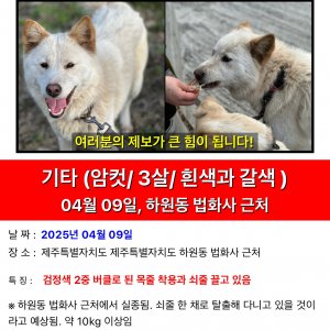 강아지 실종 믹스견 제주특별자치도 서귀포시