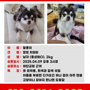 강아지 실종 치와와 부산광역시 사하구
