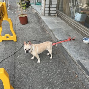 강아지 구조 불독 대구광역시 동구