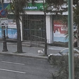 강아지 주인을 찾습니다 기타견종 서울특별시 종로구