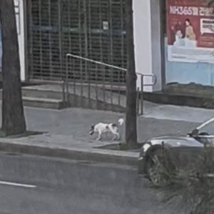 강아지 주인을 찾습니다 강아지 전단지
