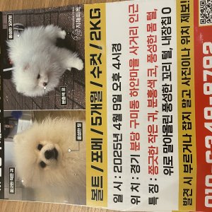 강아지를 찾습니다 강아지 전단지