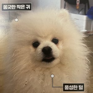 강아지 실종 포메라니언 경기도 성남시 분당구