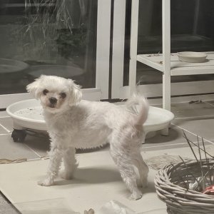 강아지 실종 말티즈 전라남도 화순군