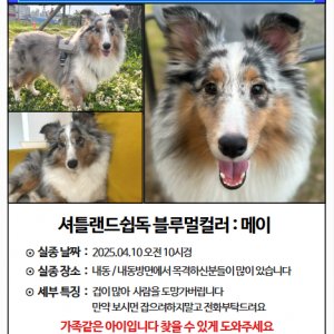 강아지 실종 셔틀랜드쉽독 경상남도 진주시