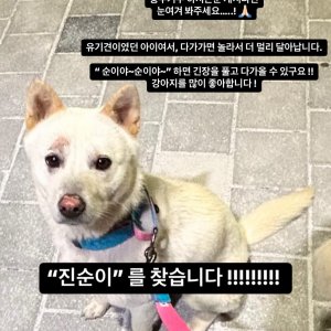 강아지를 찾습니다 강아지 전단지
